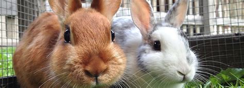 Maybe you would like to learn more about one of these? Rabbit Supplies & Accessories Checklist | PetSmart