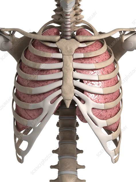 Human Lungs With Ribcage Illustration Stock Image F0107140