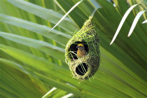 How To Identify A Bird Nest
