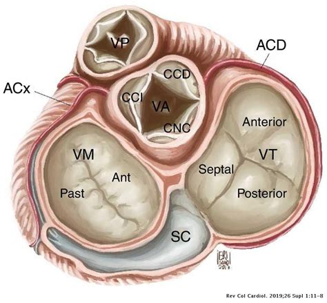 Imágenes Anatómicas Cardiacas Homo Medicus