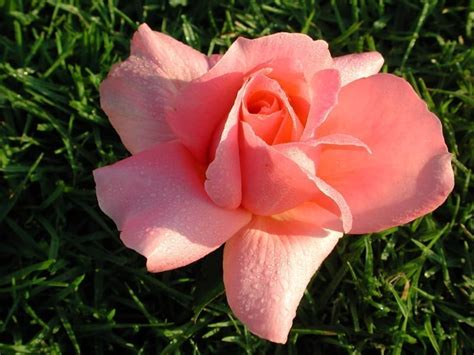 Arianna – Ludwig's Roses