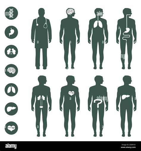 Human Body Anatomy Vector Medical Organs Icon Stock Vector Image And Art