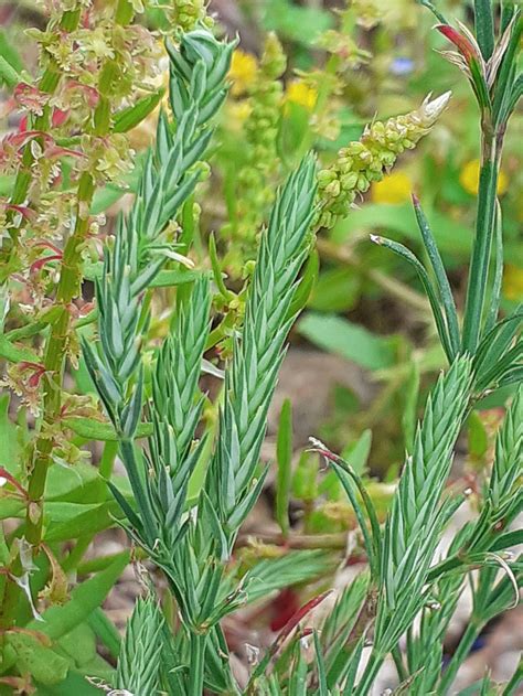 عبدالله السلمان‏ @abdulaas 14 июн. Crucianella angustifolia - Biodiversité végétale du sud ...