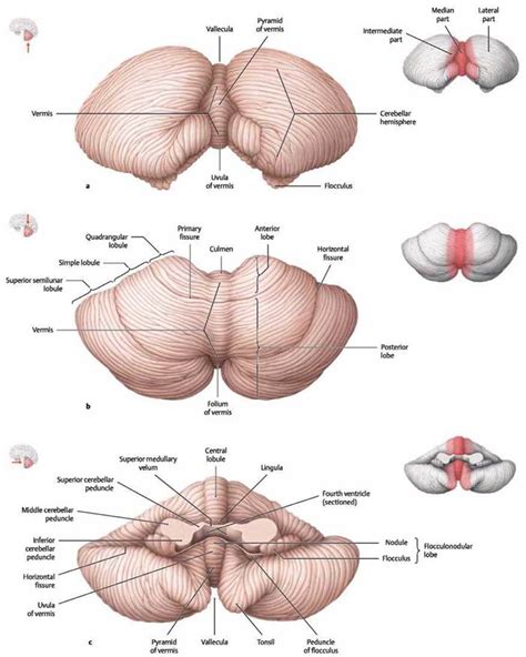 Anatomy Of The Cerebellum Hot Sex Picture