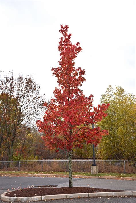 A hardiness zone is a geographically defined area in which a specific category of plant life is capable of growing, as defined by climatic conditions, including its ability to. Grandmaster Sweet Gum (Liquidambar styraciflua 'Grazam ...