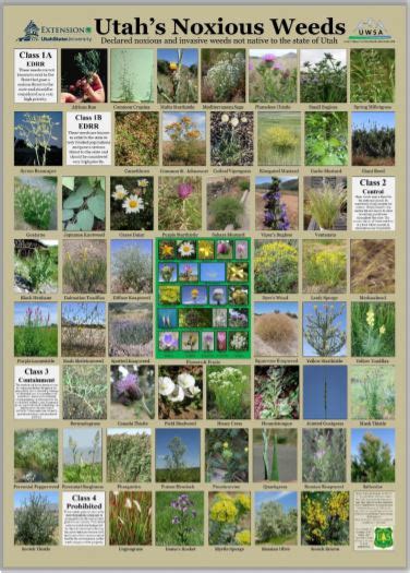 Noxious Weed Posters Uwsa