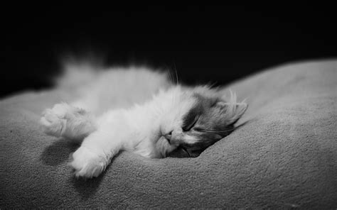 Cat Sleeps Monochrome Cats Wallpapers Hd Desktop And Mobile