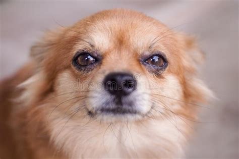 Close Up Brown Chihuahua Dog Looking Camera Stock Photo Image Of