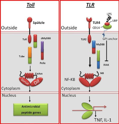 Tolltoll Like Receptor Tlr Signaling Pathway In Invertebrates The Download Scientific