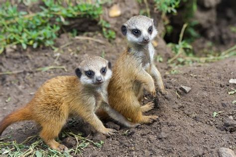 Meerkat Babies Animal Facts Encyclopedia
