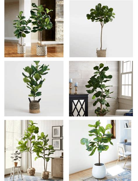 Fiddle leaf fig tree artificial, 17.5 inch ficus lyrata, faux fig plant for indoor décor, small fake tree in white pot looking real. Review Of The Best Faux Fiddle Leaf Fig Tree - Making Home ...