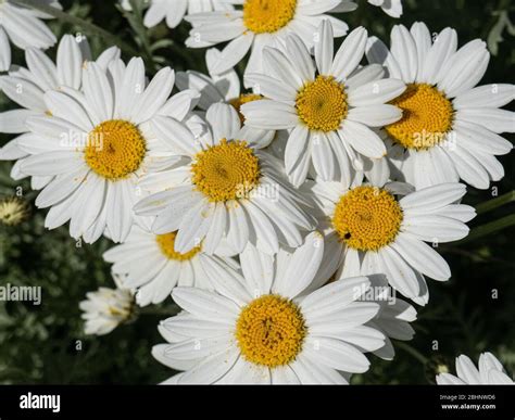 A Close Up Of A Group Of The White Daisy Flowers Of Anthemis Punctata