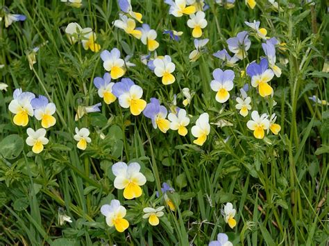 http://flora.provincia.modena.it/naviga_flora/viola/viola-tricolor.aspx