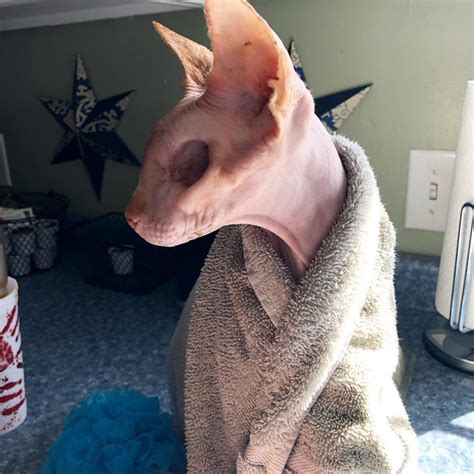 This Hairless Eyeless Cat Is One Very Spooky Boy