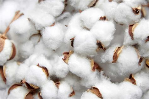 U.S. Cotton Trust Protocol joins the Cotton 2040's platform and 