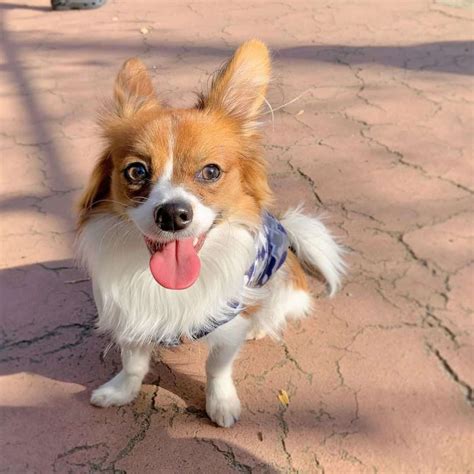 Papillon Dog An Intelligent Friendly And Alert Companion K9 Web