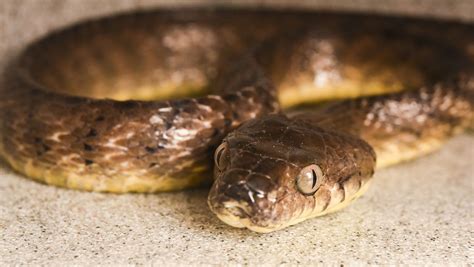 Guam Usa An Invasive Brown Tree Snake Population Is On Cocos Island