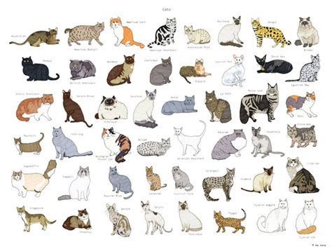 Cat Breeds Poster 18x24 Etsy