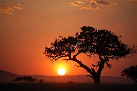 Acacia Tree At African Sunset Stock Image Image Of Destination