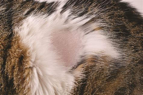 Bald Spots In Cats Animal Scene Magazine