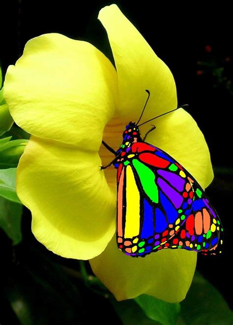 Not Found Beautiful Butterflies Beautiful Birds Rainbow Butterfly