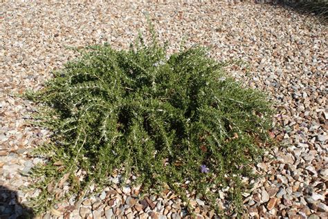 Creeping Rosemary For Hellstrip Landscape Nursery How To Dry Basil