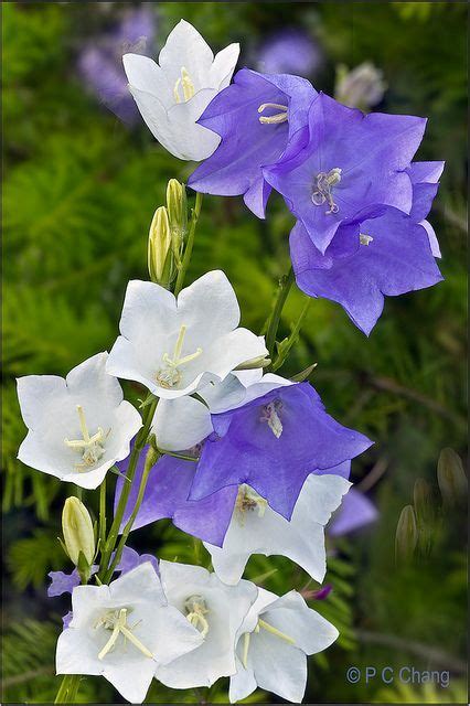 Fresh flower guarantee · satisfaction guarantee Pin on Flowers