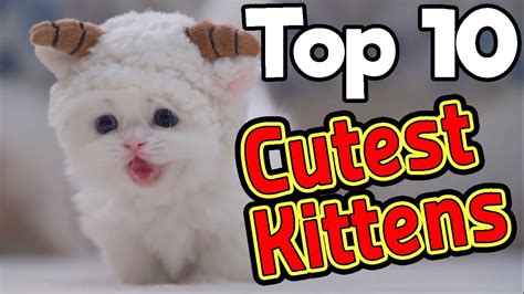 Top 10 Cutest Kittens 🐈 To Cute To Be True 🐈 Youtube