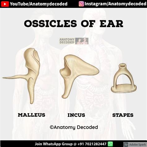 Anatomy Decoded Anatomydecoded Ossicles Of The Ear👂