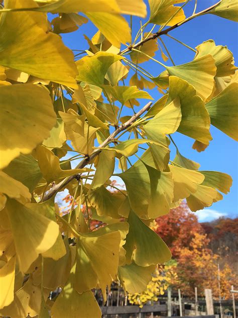 Autumn Gold Ginkgo Knechts Nurseries And Landscaping