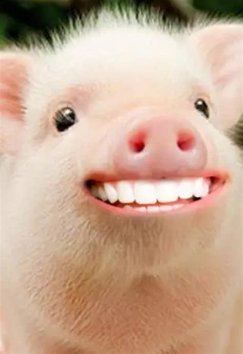 Pigs On Tumblr