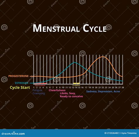 Ciclo Menstrual Menstruaci N Y Ovulaci N Hormonas Estr Geno Y Progesterona Diagrama Del Ciclo