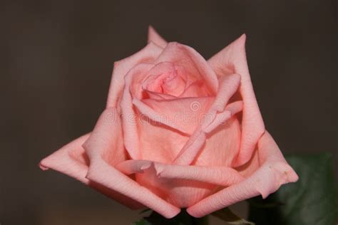 Pink Rose Close Up Stock Image Image Of Floral Celebration 79972207
