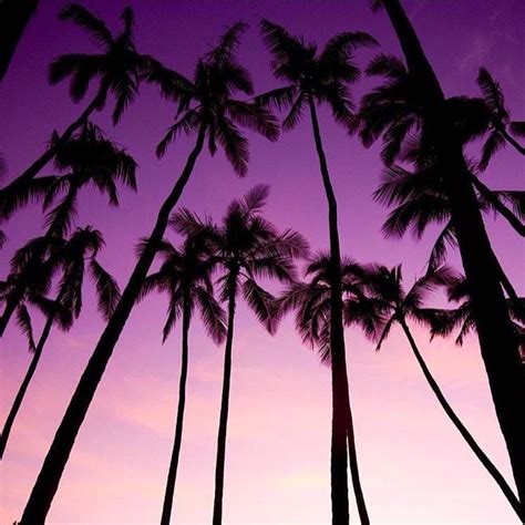 Purple Hawaii Sunset 💜 Sunset Palm Trees Island Life