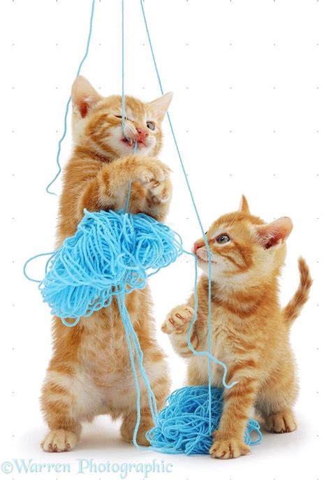 1000 Images About Cats And A Ball Of Yarn On Pinterest
