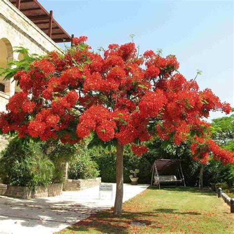 Name accessed on 17 may 2017 in: Dwarf Royal Poinciana Tree Delonix Regia Beautiful ...
