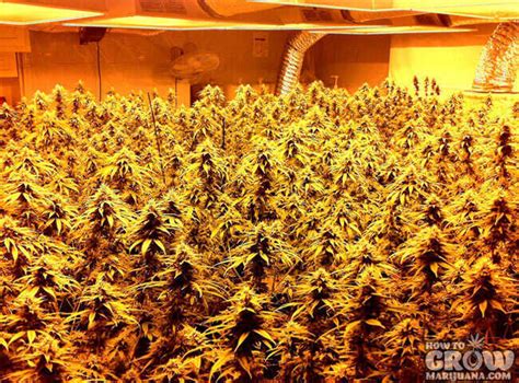 We did not find results for: Grow Light Rails Increase Your Yield