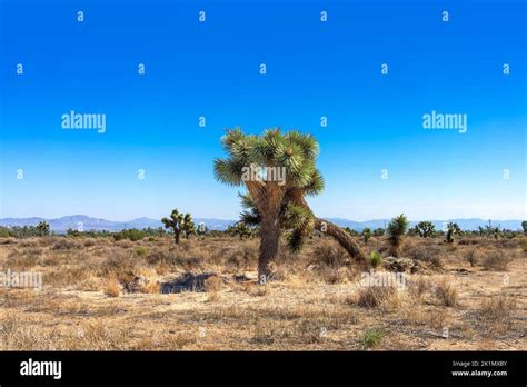 A Joshua Tree In A Dry Mojave Desert Landscape With Clear Blue Sky