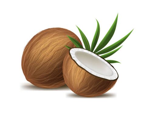 Coconut Illustrations Royalty Free Vector Graphics And Clip Art Istock