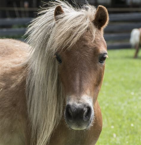 Free Images Farm Pasture Stallion Mane Fauna Pony Vertebrate