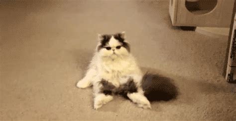 Funny gifs from all around the internet. Funny Cat Gifs 2018- Dr. Odd
