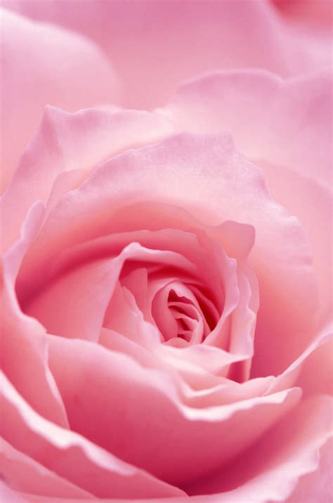 Its beautifully full blossomed petals are sure to catch anyoness eyes and. Download Light Pink Iphone Wallpaper Gallery