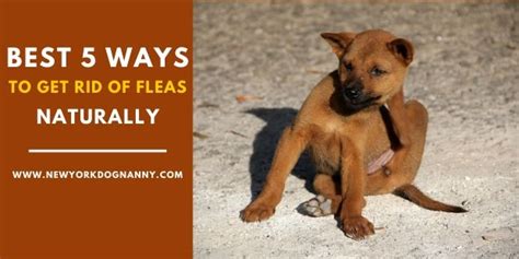 How to get rid of fleas from newborn puppies? Best 5 Ways To Get Rid Of Fleas On Dogs Naturally | New York Dog Nanny