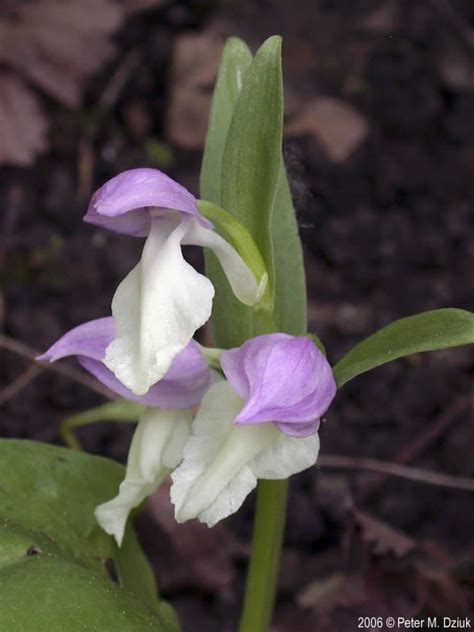 Galearis Spectabilis Showy Orchis Minnesota Wildflowers