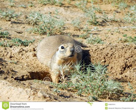 Gopher Near The Burrows Stock Photo Image Of Nature 54997814
