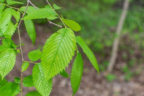 American Elm Purdue Fort Wayne