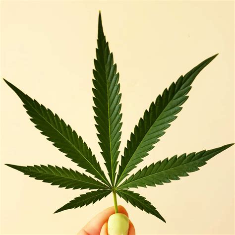 What Makes Cannabis Plants Grow 3 Point Leaves Grow Weed Easy