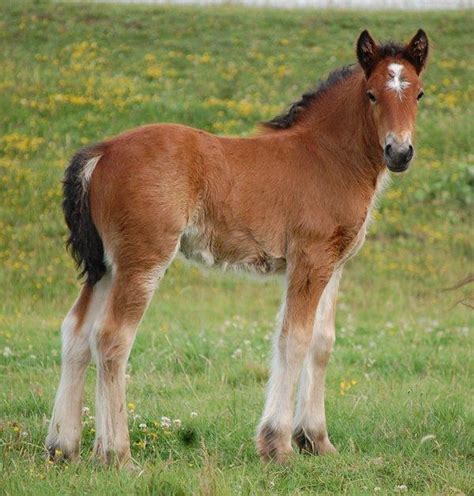 We did not find results for: A bay foal | Color Genetics