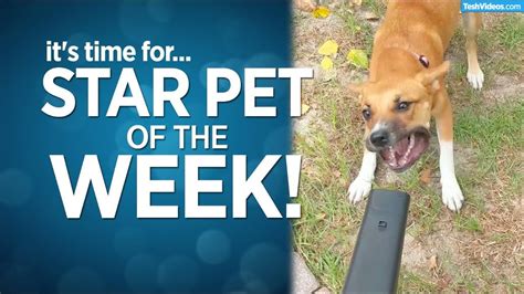 Leaf blower not gift for wife. VIDEO: Dog vs. Electric Leaf Blower! Thank you ...