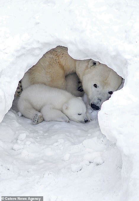 Two Polar Bear Cubs Frolic In The Snow With Their Patient Mother At A